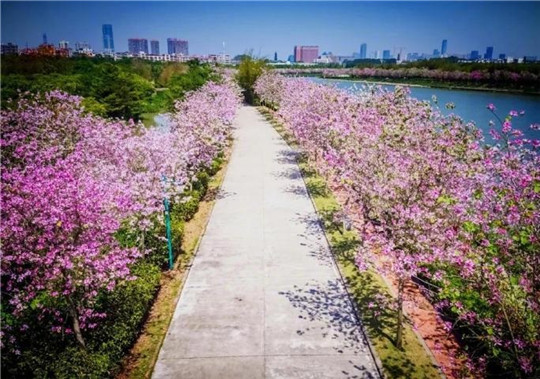 春天來了！華全發電機組趕往珠海，見證百花盛開！